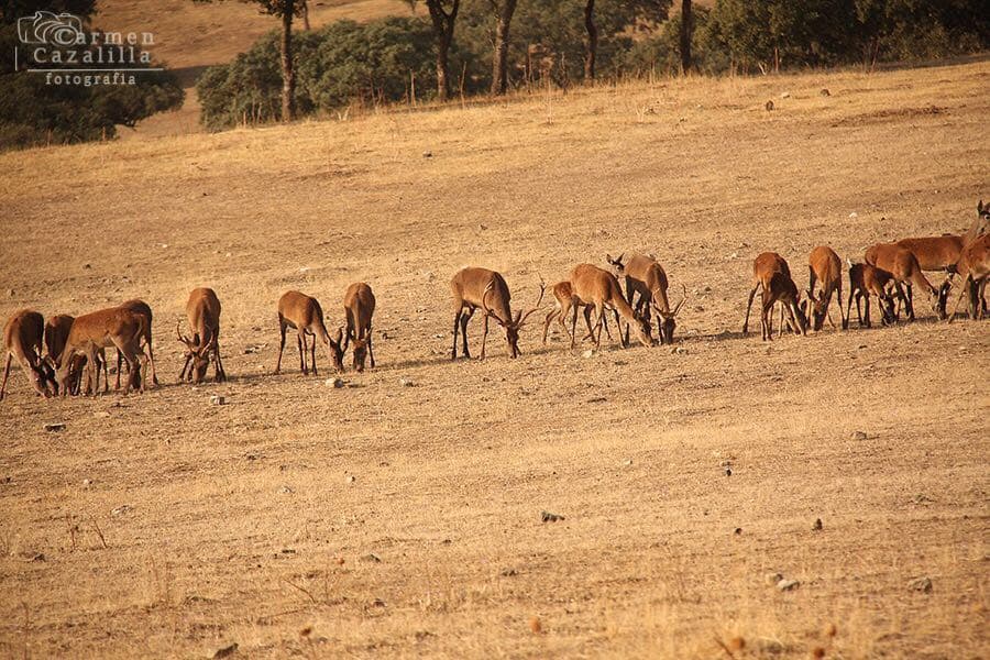 Ciervas en pradera dorada