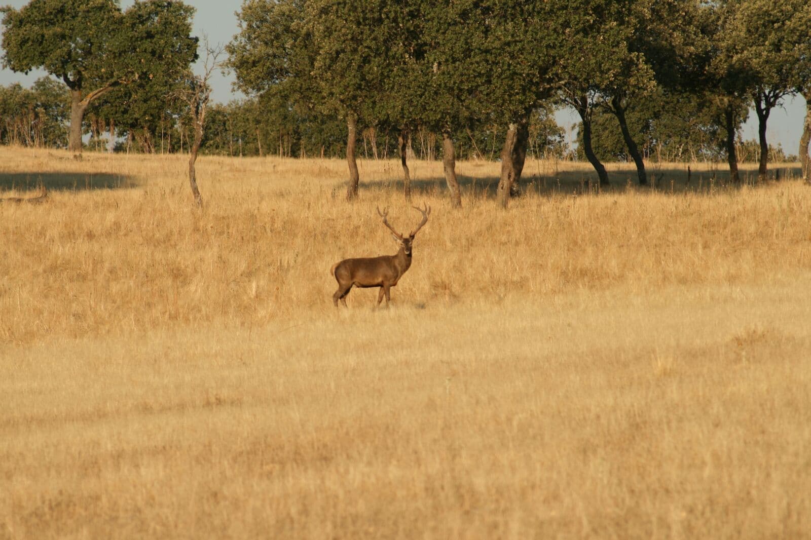 Ciervo en dehesa dorada