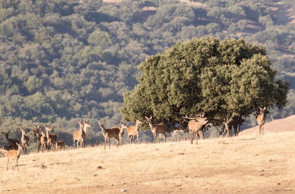 Ciervos bajo una encina con sierra al fondo