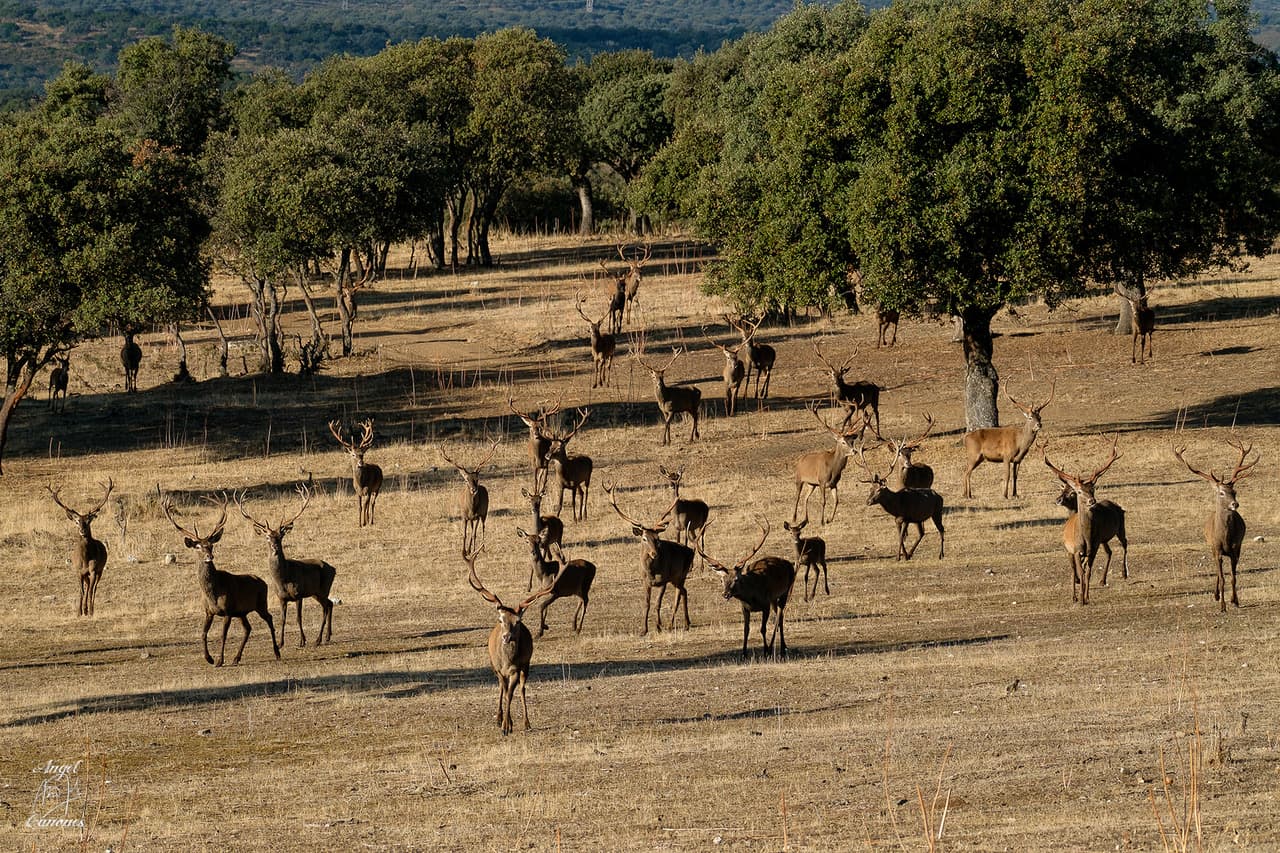 Manada de gamos en la dehesa de Finca Sardina