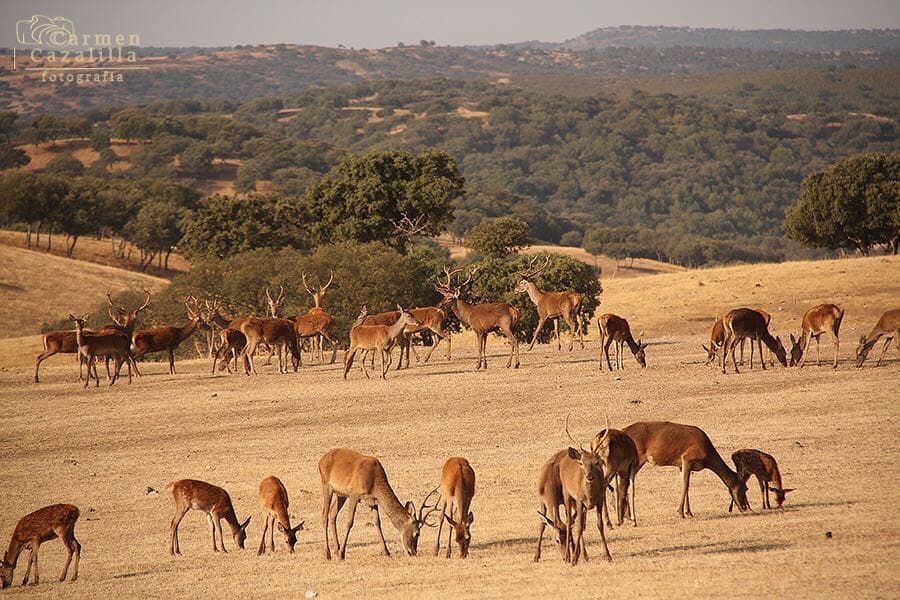 Gamos en el paisaje de Andújar