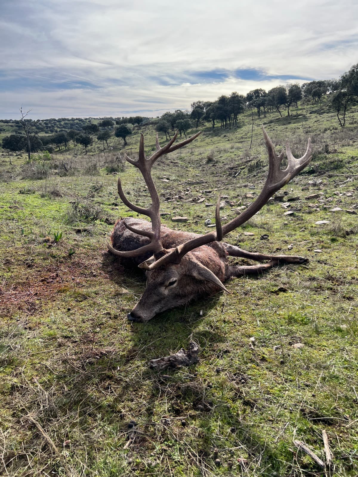 Venado cobrado en la dehesa de Finca Sardina