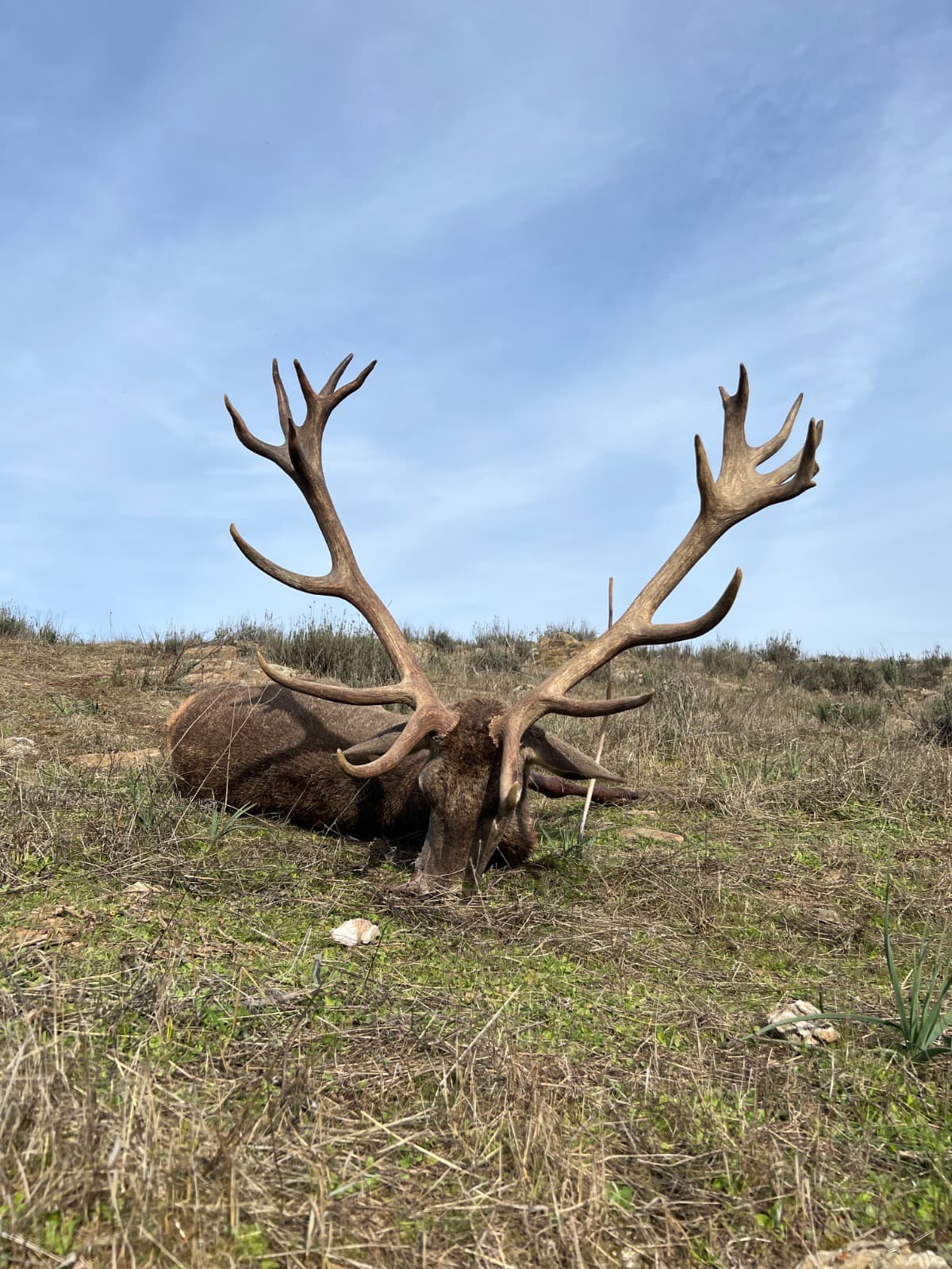 Venado trofeo en el campo de Finca Sardina